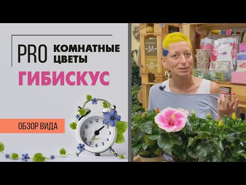 Видео: Гибискус комнатный или Китайская роза | Правильный уход за гибискусом. Растение для южного окна.