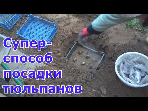 Видео: Посадка тюльпанов осенью в грунт в ящики. Предпосадочная обработка луковиц. Что положить в лунки