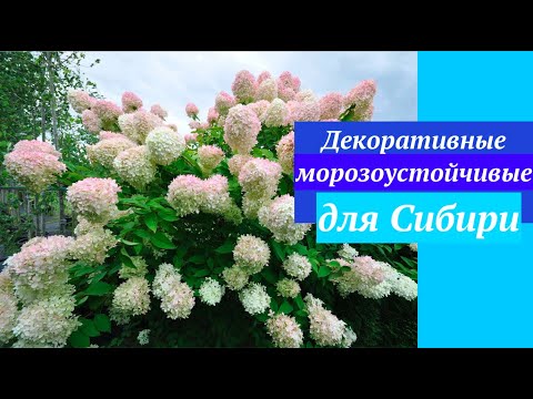 Видео: САМЫЕ МОРОЗОУСТОЙЧИВЫЕ ДЕКОРАТИВНЫЕ КУСТАРНИКИ, ДЕРЕВЬЯ_морозостойкие   #FROST_RESISTANT_SHRUBS