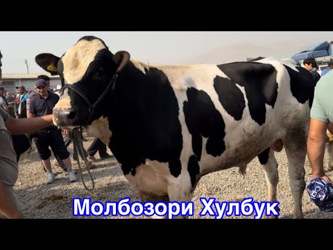 Видео: Молбозори Хулбук баьди 6 мох нарха бинед,         29 августа 2025 г.