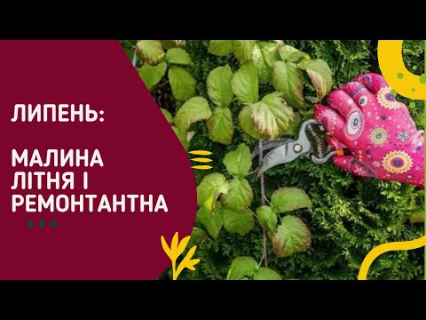 Видео: Липневий догляд за малиною, звичайною та ремонтантною, без мороки