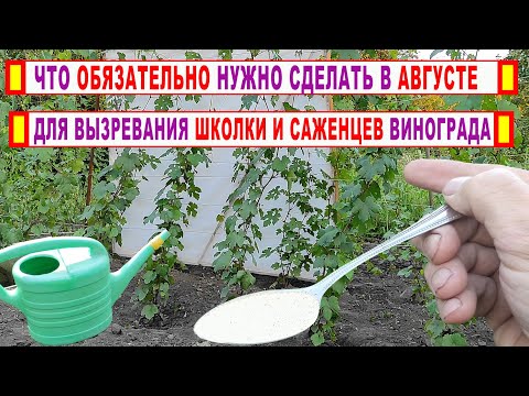 Видео: 🍇 Что делать если НЕ ВЫЗРЕВАЮТ САЖЕНЦЫ и школка ВИНОГРАДА?Начните ЭТО уже в августе. Через 5 дней...