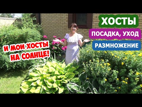 Видео: ХОСТЫ в дизайне сада! ХОСТА на СОЛНЦЕ - миф или реальность? Посадка, уход и МОИ СЕКРЕТЫ выращивания!