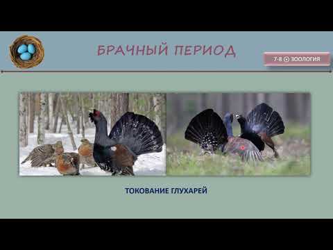 Видео: Размножение птиц (урок биологии)