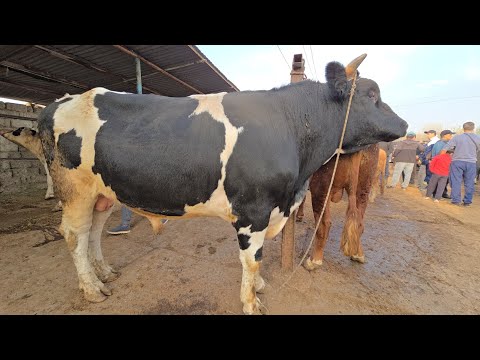 Видео: МОЛБОЗОРИ ХУЧАНД ХУДЖАНД ТОЖИКИСТОН molbozor прямом эфире!