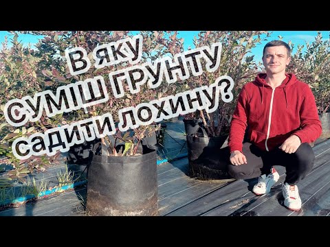 Видео: В яку суміш грунту посадити лохину щоб врожай вас вразив 14.10.23