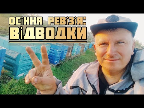 Видео: ✅Розпочав осінню ревізію та  осінню відкачку меду