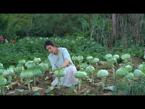 Видео: Капуста, овощ, растущий на бесплодной земле