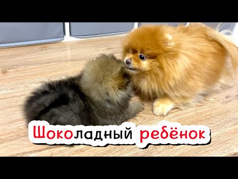 Видео: Щенкам шпица полтора месяца. Шпиц Шоколадка крупным планом