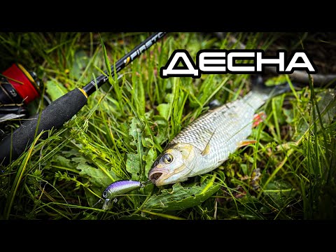 Видео: 🎣 Рибалка на спінінг на Десні | Пошук жереха та неочікуваний головень! 🐟
