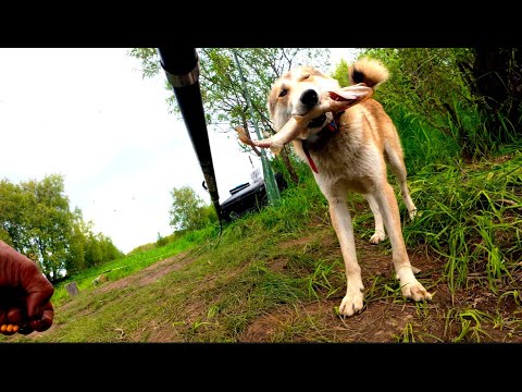 Видео: Пушистая банда отправилась на рыбалку. Поймали окуней, жарим !