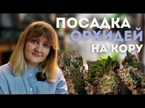 Видео: ПОСАДКА ОРХИДЕЙ НА КОРУ, обновление КАРАНТИННОЙ ЗОНЫ и новости после распаковки 🌿