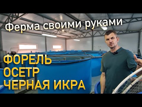 Видео: Форель и Осётр / Обзор фермы по выращиванию рыбы