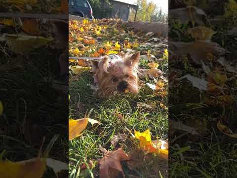 Видео: Осень) #barcelona #puppy #pets #cute 