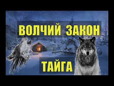 Видео: ОДИНОКИЙ ВОЛК и МЕСТЬ ВОЛЧИЦЫ ЗАКОН ВОЛЧЬЯ СТАЯ СЛУЧАЙ в ДЕРЕВНЕ ЖИЗНЬ в ТАЙГЕ ОТШЕЛЬНИК СУДЬБА