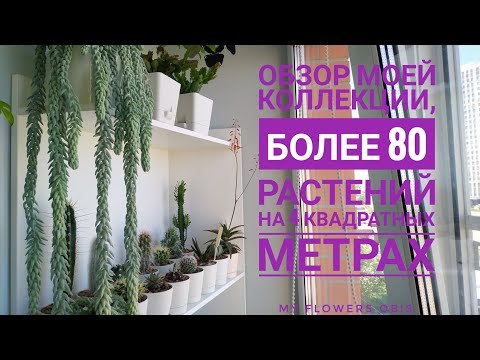 Видео: БОЛЕЕ 80 РАСТЕНИЙ на 4-х квадратных метрах, обзор моей коллекции на закрытой лоджии.😱😁