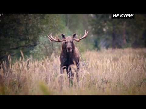 Видео: Трофейная охота на лося в Республике Беларусь. Охота на лося с вабой . 2018