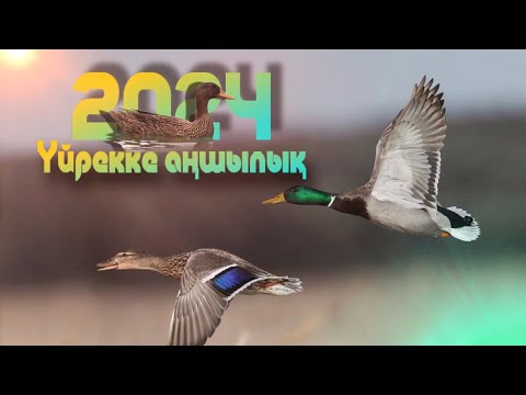 Видео: Күзгі үйрекке кешкі аңшылық 2024! Охота на утку 2024!