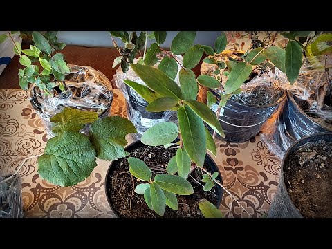 Видео: Заказ саженцев из интернет-магазина. Новые саженцы из Садко.