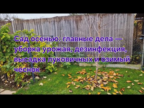 Видео: Сад в октябре: главные дела — уборка урожая, дезинфекция, высадка луковичных и озимый чеснок.