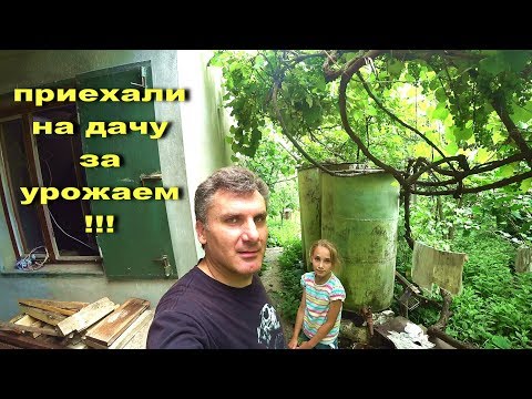 Видео: Адлер. Дача. Готовимся к Зиме ☼ Солим Лопух ..