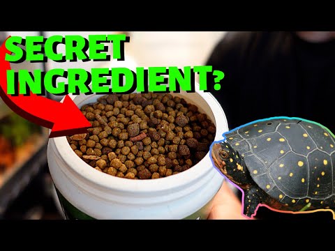 Видео: ЛУЧШИЙ КОРМ ДЛЯ ВАШЕЙ ЧЕРЕПАХИ!