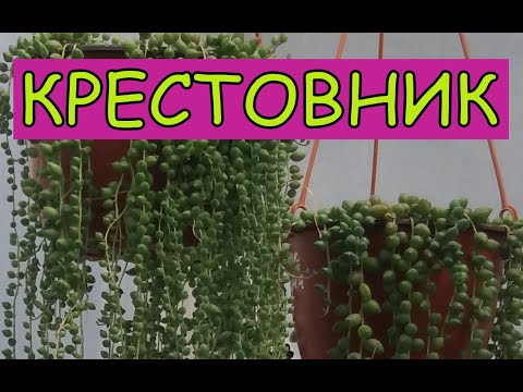 Видео: Крестовник роули и геррейна