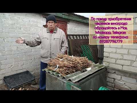 Видео: Готовлю черенки винограда для реализации