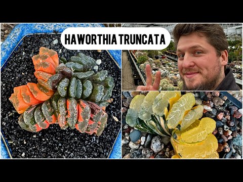 Видео: Хавортия трунката Haworthia truncata variegata