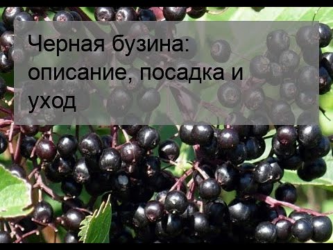 Видео: Черная бузина: описание, посадка и уход