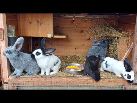 Видео: СОДЕРЖАНИЕ КРОЛИКОВ🐇🐇ОБЗОР ХОЗЯЙСТВА🐰🐓🐇🐔🦆🐓