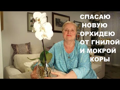 Видео: СПАСАЮ НОВУЮ ОРХДЕЮ ОТ ГНИЛОЙ И МОКРОЙ КОРЫ..ПЕРЕСАДКА ОРХИДЕИ