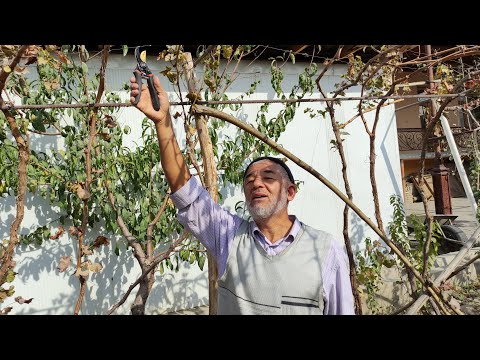 Видео: Узум кесиш ва абрезка.Андижон марказида.Кора тут махалласида.