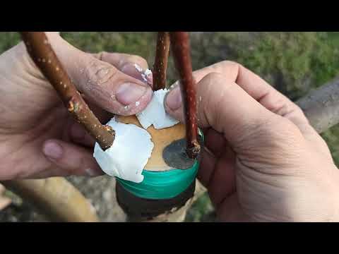 Видео: Прививка Груши на Яблоню // grafting a pear to an apple tree