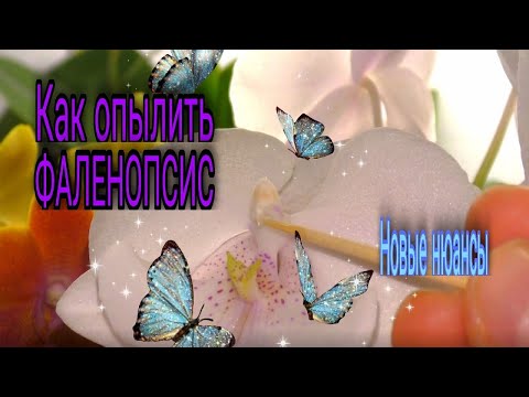 Видео: 🥳 Опыляю фаленопсис🌸  На кого пал выбор  Результат прошлогоднего опыления🌿💪