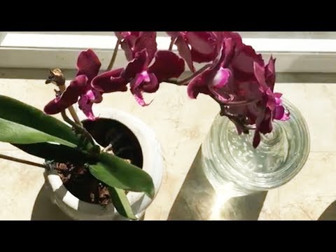 Видео: 🔴РЕЦЕПТ ЧЕСНОЧНОЙ ВОДЫ ДЛЯ ОРХИДЕЙ. Inna Gonka, E401