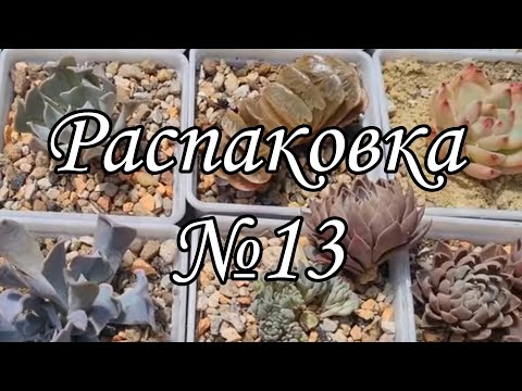 Видео: Распаковка посылки с суккулентами  #succulent