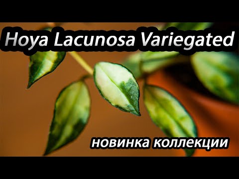 Видео: Hoya Lacunosa variegated- новинка коллекции