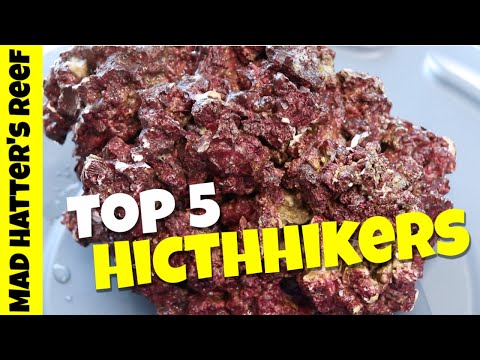 Видео: Топ-5 популярных рок-автостопщиков