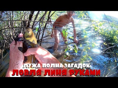Видео: ЛОВИМ РЫБУ РУКАМИ В ЛУЖЕ в КОРЯЖНИКЕ | ЭТИ КОРЯГИ ПОЛНЫ ЗАГАДОК | 1 ЧАСТЬ
