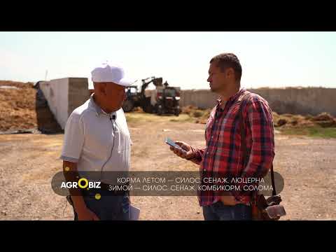 Видео: Швицкая порода коров в Казахстане плюсы и минусы, уход за КРС и надои Какпатас Кордай