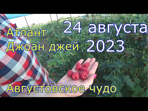 Видео: 51 серия 24 августа 2023