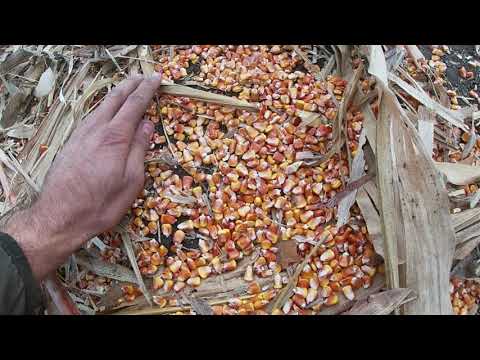 Видео: Уборка кукурузи Хотин