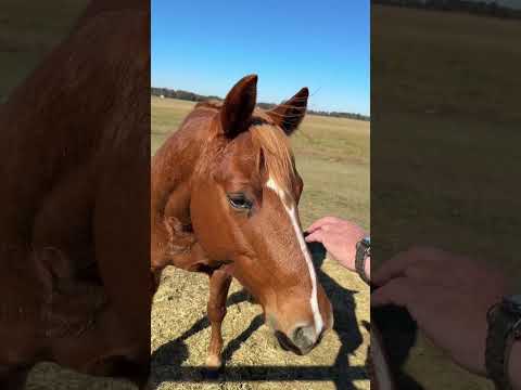 Видео: Америка фермери от ва моллари