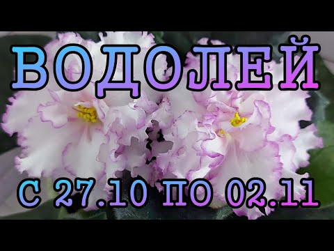 Видео: ВОДОЛЕЙ таро прогноз на неделю с 27 ОКТЯБРЯ по 2 НОЯБРЯ 2025 года