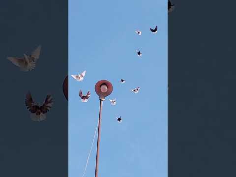 Видео: 19 сентября 2025 г.