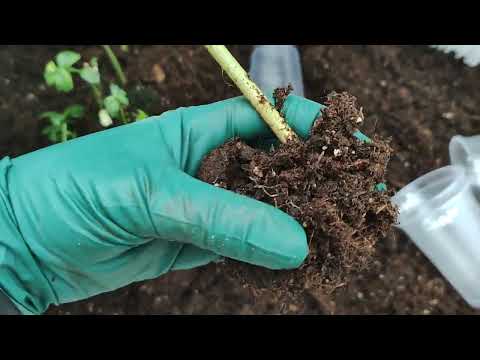 Видео: Результат зимнего черенкования голубики.