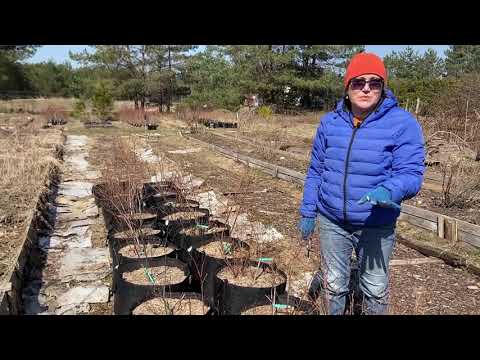Видео: Как оградить посадочную яму