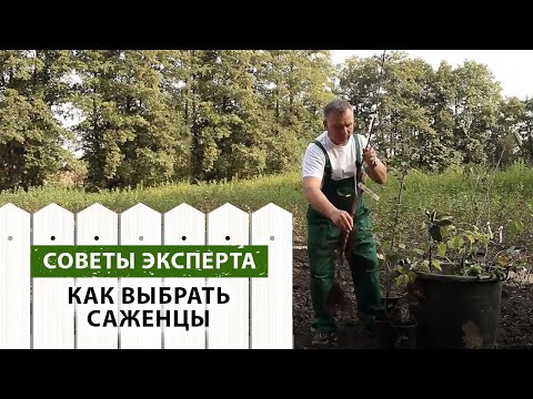 Видео: Как выбирать качественные и здоровые саженцы