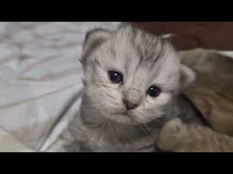 Видео: Грейси - слабенькая?